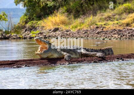 big nile crocodile, Chamo lake Falls Ethiopia Stock Photo