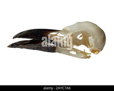 side view of a carrion crow skull with open beak on a white background Stock Photo