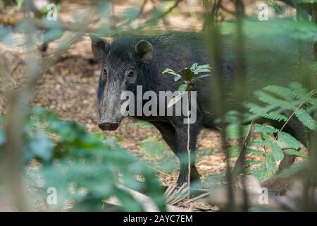 A wild boar in the forest on Komodo Island, part of Komodo National Park, Indonesia. Stock Photo