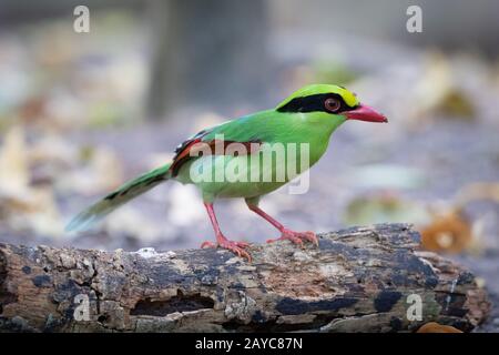 The common green magpie (Cissa chinensis) is a member of the crow family. Stock Photo