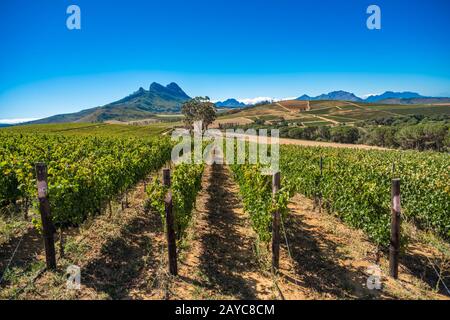 Beautiful landscape of Cape Winelands, wine growing region in South Africa Stock Photo