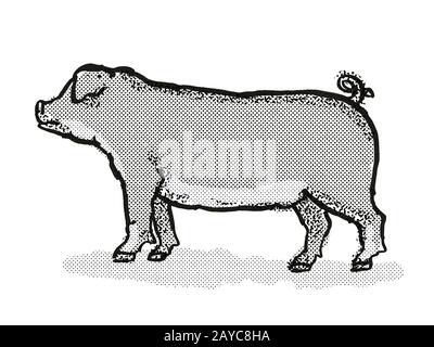 Duroc Pig Breed Cartoon Retro Drawing Stock Photo