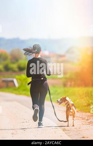 Sunny day in countryside with Beagle dog running away Stock Photo