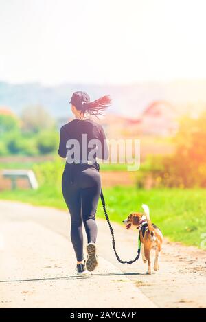 Sunny day in countryside with Beagle dog running away Stock Photo