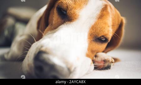 Small hound Beagle dog sleeping at home on the couch Stock Photo