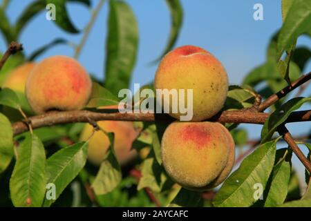 vineyard peaches on a branch Stock Photo