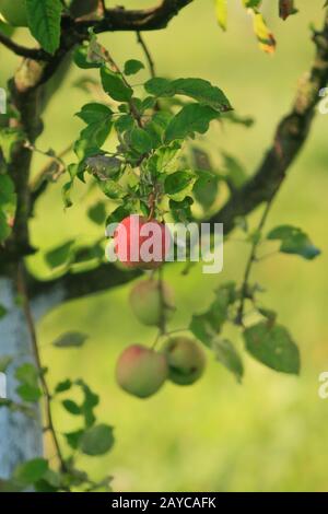 ripe red apples on a branch Stock Photo