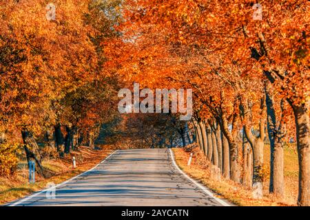 fall colored trees on alley in autumn Stock Photo