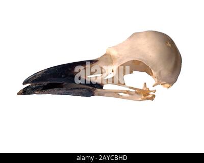 side view of a carrion crow skull with open beak on a white background Stock Photo