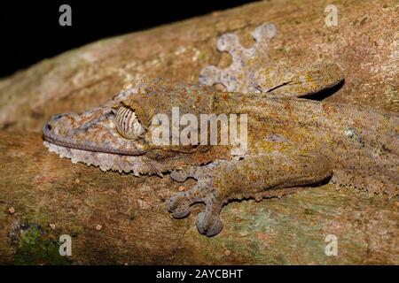 Bamboo flat-tailed gecko, Bamboo flat-tailed geckos, Other animals ...