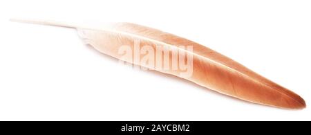 Feather on white Stock Photo