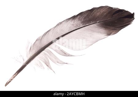 Feather on white Stock Photo