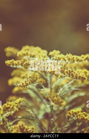 Canadian goldenrod yellow flowers(Solidago canadensis) Stock Photo