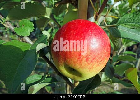 Red Elstar apple Stock Photo