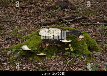 giant polypore, black-staining polypore Stock Photo