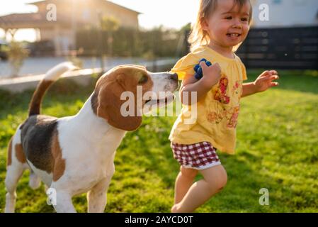 Cute baby girl chased by beagle dog in garden in summer day. Stock Photo
