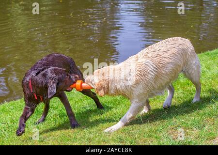 Two labrador dogs playing with  orange rubber toy Stock Photo