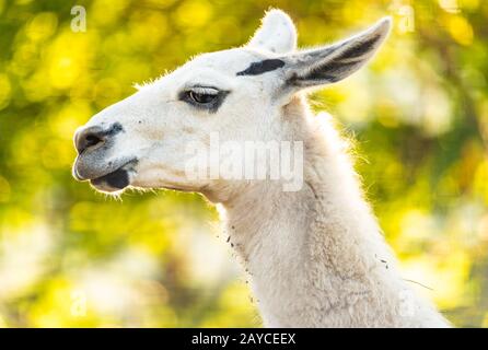 Full white llama (Lama glama) head and neck closeup Stock Photo