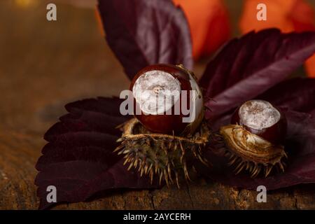 Chestnut with lampion flower on dark wood Stock Photo