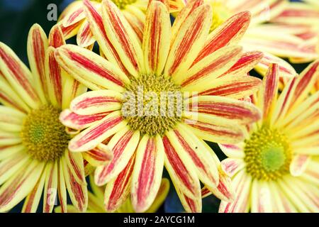 yellow Gazania or Treasure flower Stock Photo