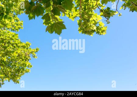 Close-up of tree leaves Stock Photo