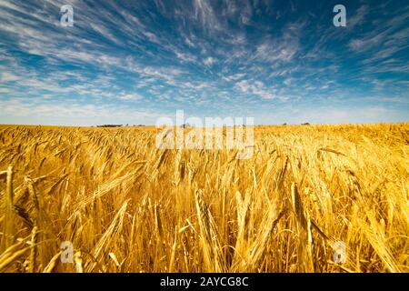 Field of Golden wheat under the blue sky and clouds Stock Photo