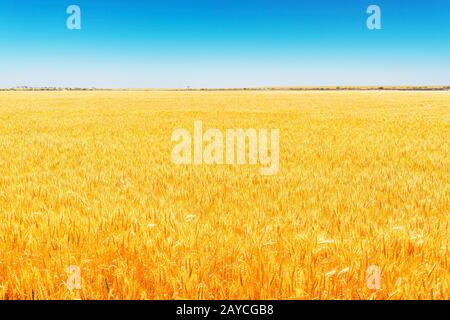 Field of Golden wheat under the blue sky and clouds Stock Photo - Alamy