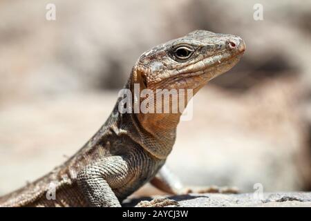 Portrait of a lizard, giant lizard on Gran Canaria Stock Photo