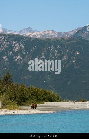 A Brown bear (Ursus arctos) on the shore of Lake Crescent in Lake Clark National Park and Preserve, Alaska, USA. Stock Photo