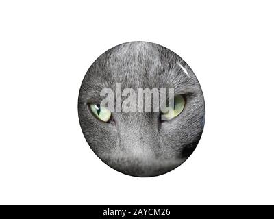 Button with cat face Stock Photo