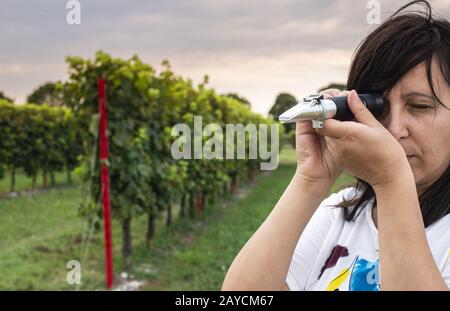 Measure grape beans in vineyards. Woman farmer measure grape sugar level Stock Photo