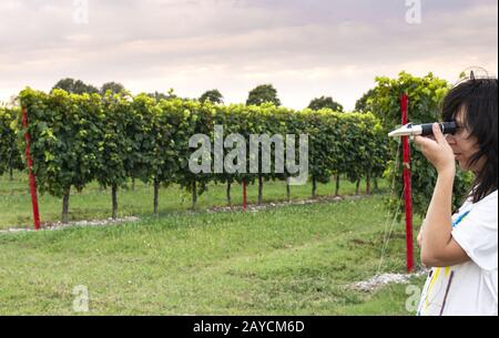 Measure grape beans in vineyards. Woman farmer measure grape sugar level Stock Photo