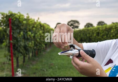 Measure grape beans in vineyards. Woman farmer measure grape sugar level Stock Photo