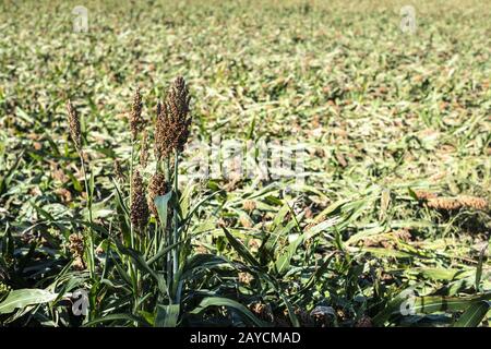 Millet plantations in the field. Bundles of millet seeds. Stock Photo