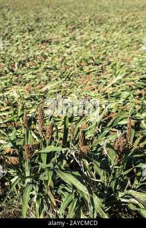 Millet plantations in the field. Bundles of millet seeds. Stock Photo