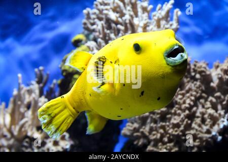 Happy easter. Yellow and blue eggs with puffer fish under