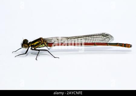 portrait, macro of a dragonfly Stock Photo