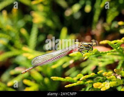 portrait, macro of a dragonfly Stock Photo