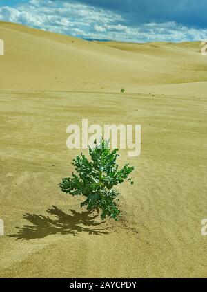 Gobi Desert Green Plant Stock Photo - Alamy