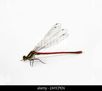 portrait, macro of a dragonfly Stock Photo
