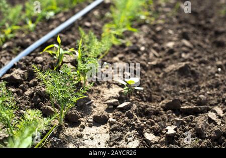 Fennel plantation. Growing fennel Stock Photo