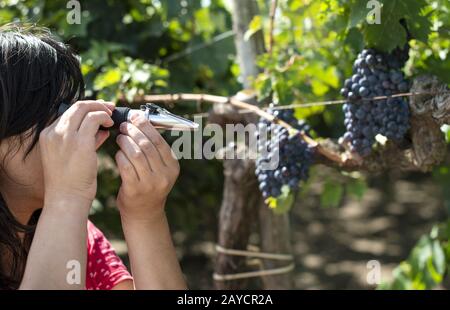 Farmer measures the sugar content of the grapes with refractometer. Stock Photo