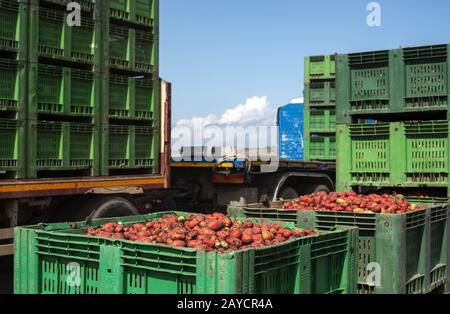 Tomatoes for canning. Agriculture land and crates Stock Photo