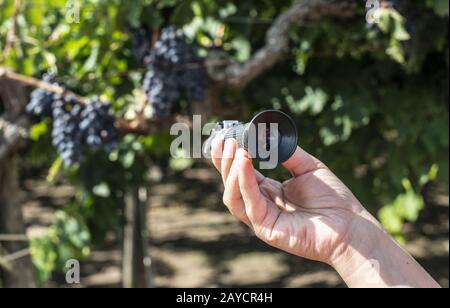 Farmer measures the sugar content of the grapes with refractometer. Stock Photo