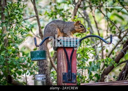 A cute brown squirrel on top of a post in Frontera Audubon Society, Texas Stock Photo