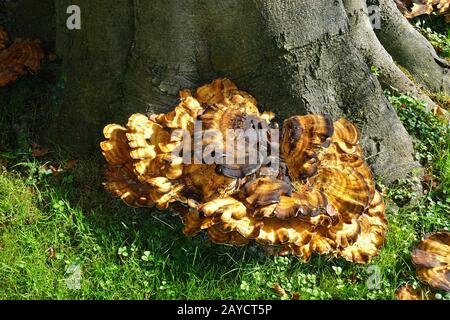 giant polypore; black-staining polypore Stock Photo