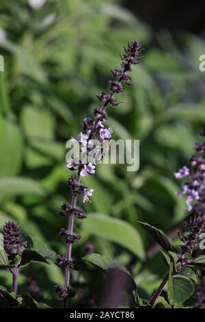 African blue basil (Ocimum basilicum X O. kilimandscharicum) Spice basil Stock Photo