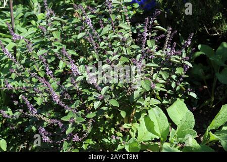 African blue basil (Ocimum basilicum X O. kilimandscharicum) Spice basil Stock Photo