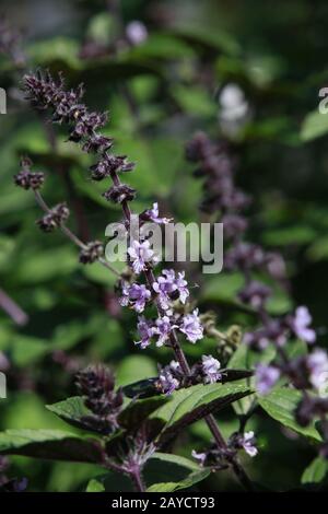 African blue basil (Ocimum basilicum X O. kilimandscharicum) Spice basil Stock Photo