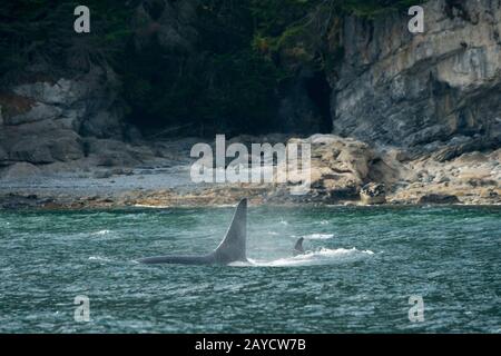 A killer whale or orca (Orcinus orca) male is swimming in Chatham Strait, Alaska, USA. Stock Photo